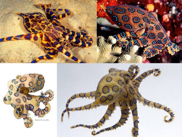 Mực bạch tuộc đốm xanh có tên khoa học là Hapaloclaena (Quoy & Gaimard, 1832), tên tiếng Anh là Blue-ringed Octopus.Loài mực bạch tuộc này sinh sống ở thủy vực gần bờ biển Thái Bình Dương.